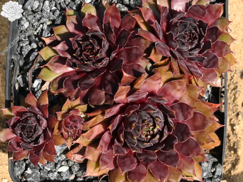 Purple Dazzler | Sempervivum-Liste